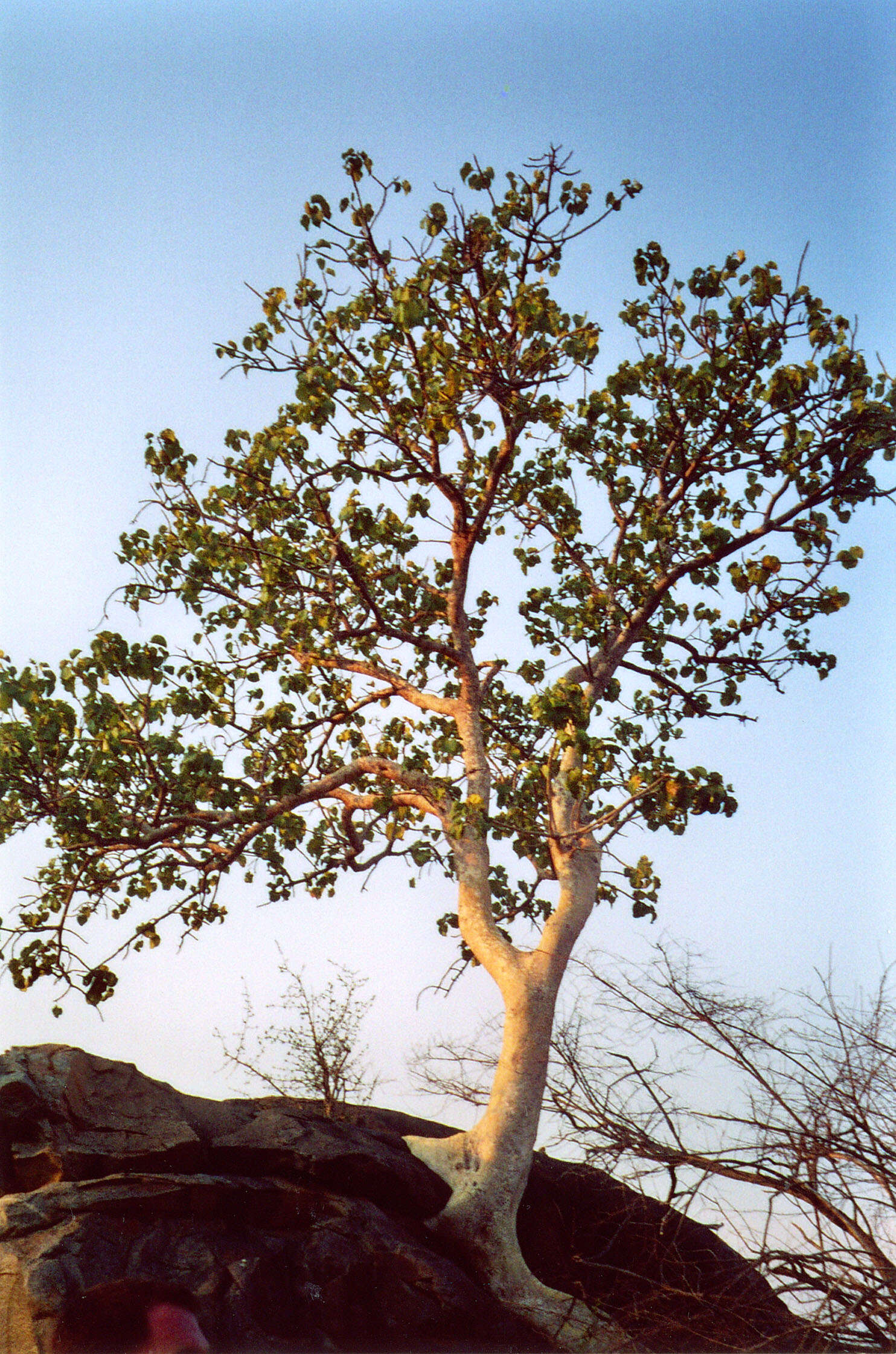 Image of Large-leaved rock fig