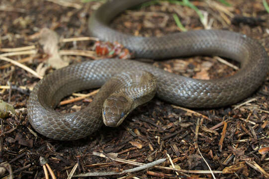 Image of Smooth Snakes