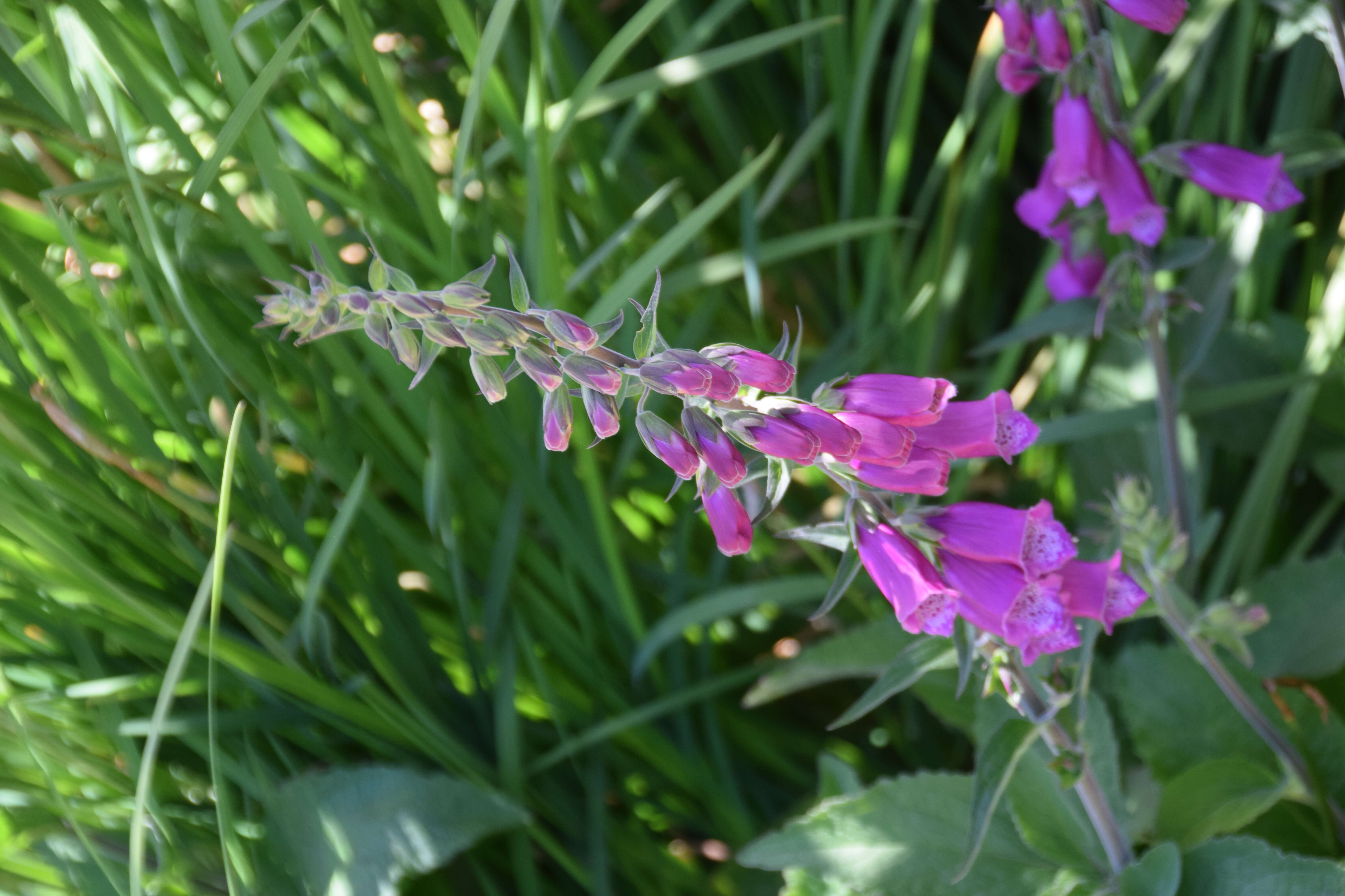 Image of Digitalis thapsi L.