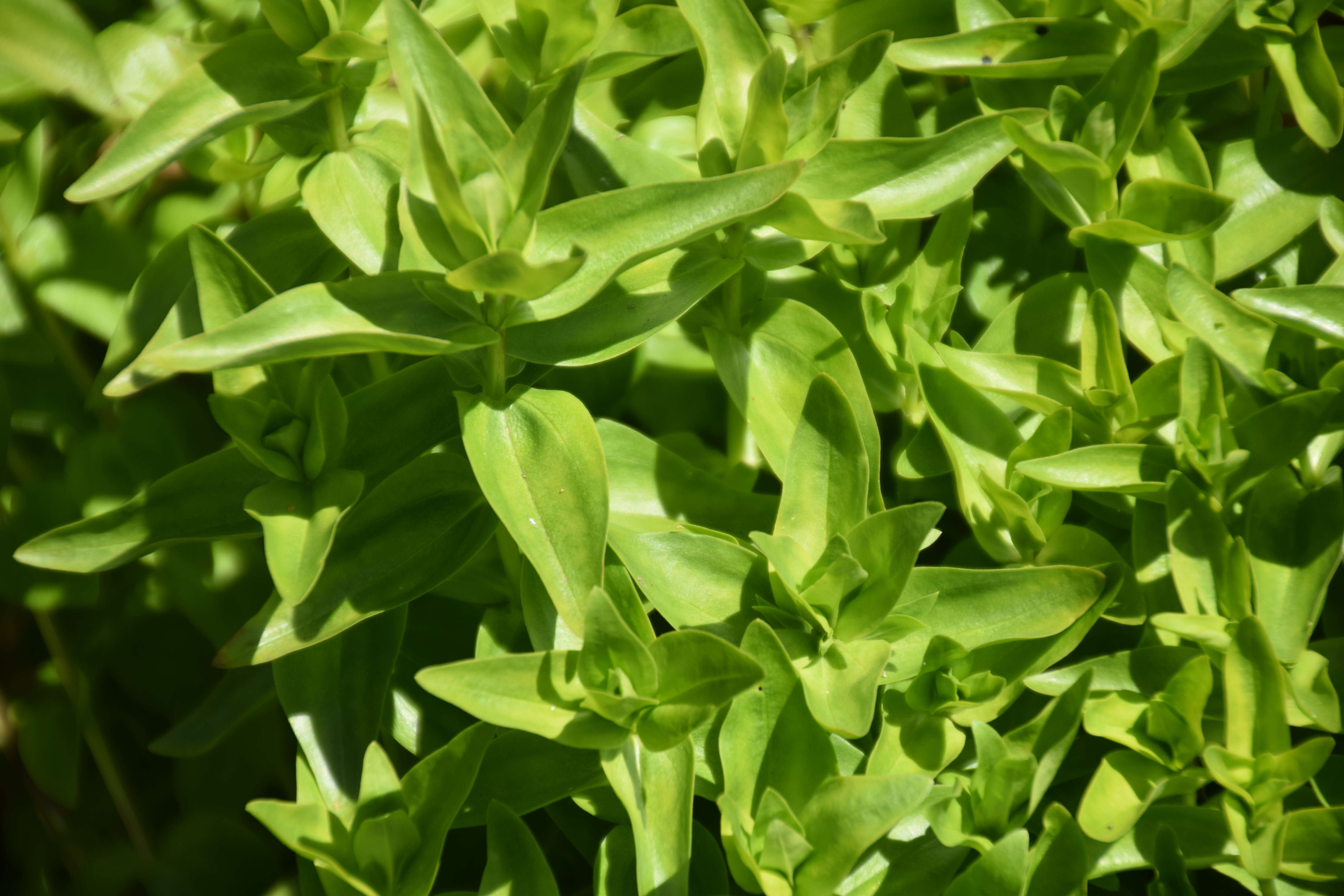 Image of crested gentian