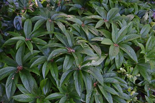 Image of Helleborus odorus subsp. cyclophyllus (A. Braun) Strid