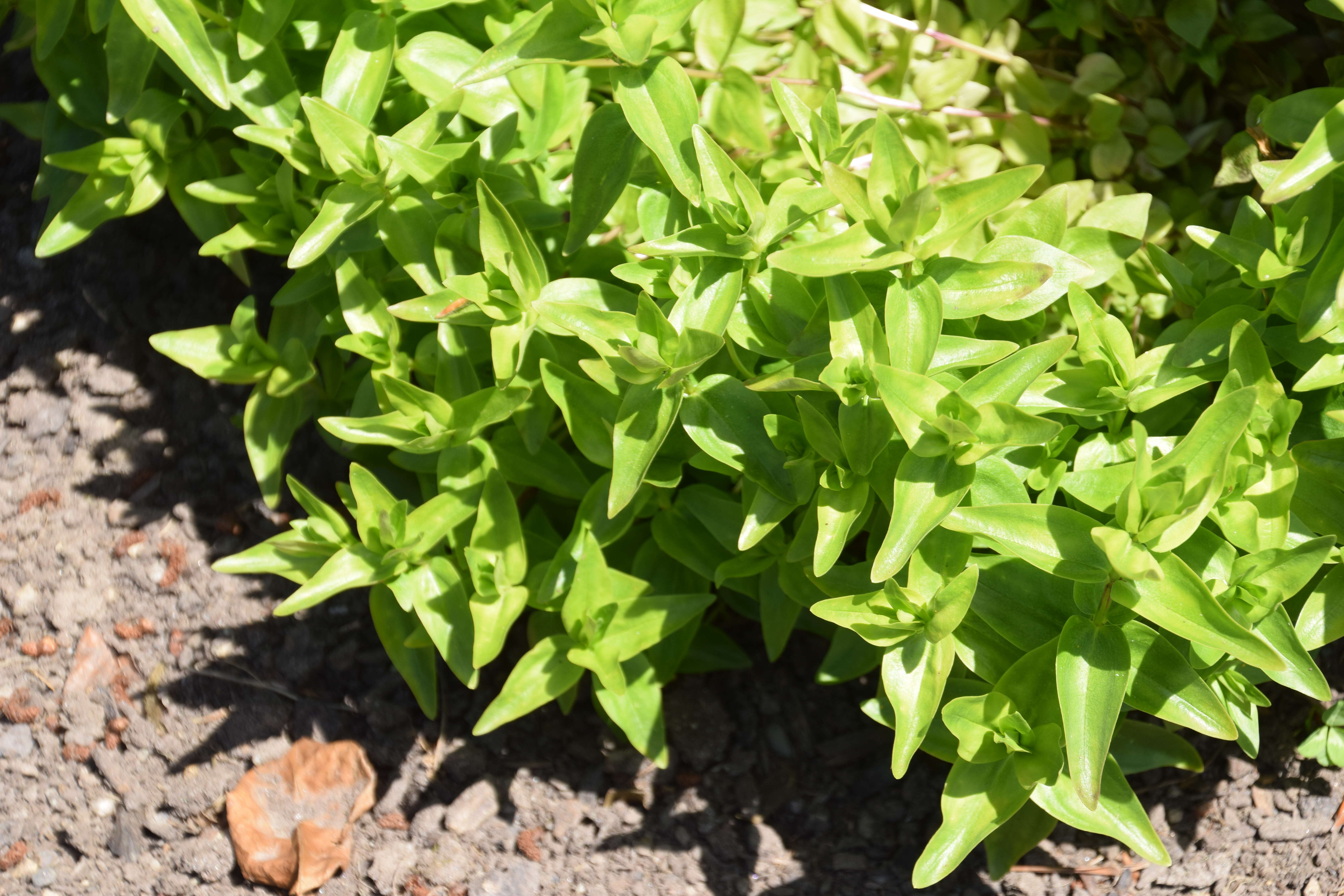 Image of crested gentian