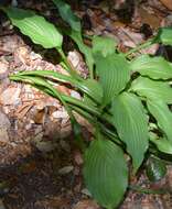 Imagem de Hosta sieboldiana var. sieboldiana