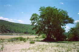 Plancia ëd Philenoptera violacea