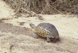 Image of Stigmochelys