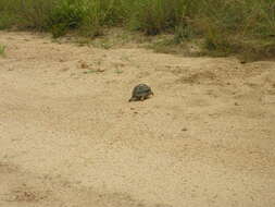 Image of Stigmochelys