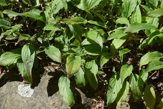 Image of Omphalodes cappadocica (Willd.) DC.