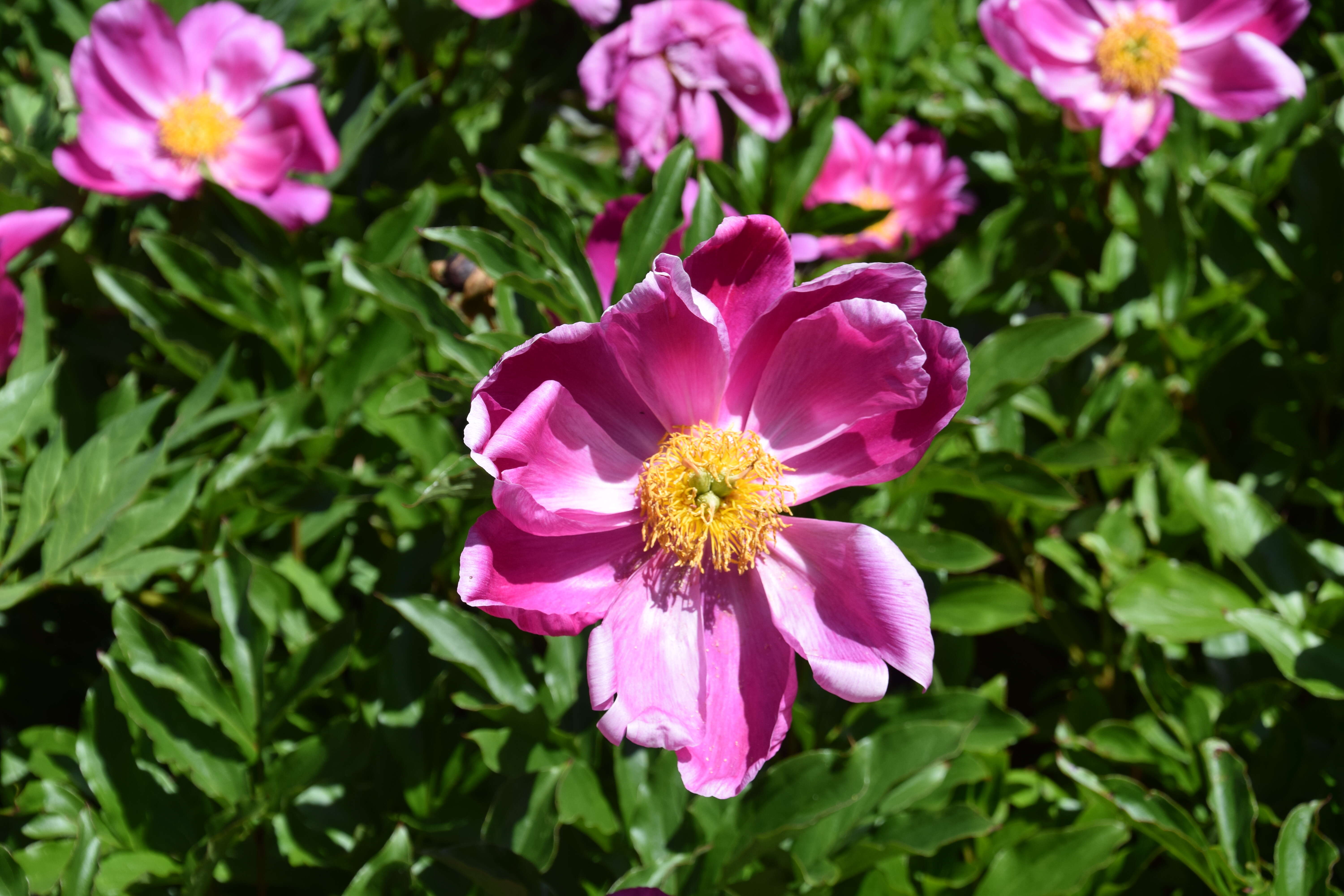 Plancia ëd Paeonia lactiflora Pall.