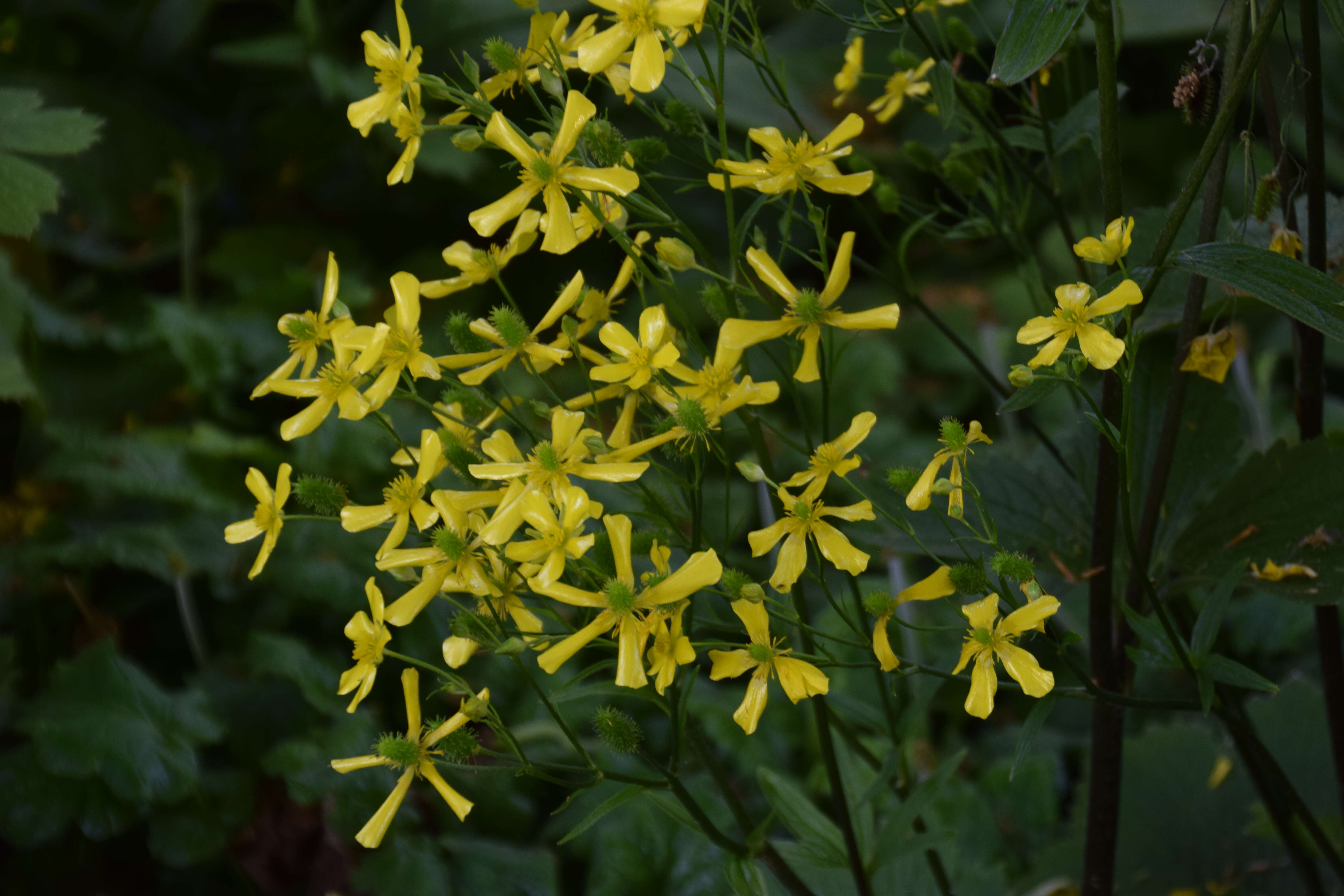 Image of Azores buttercup