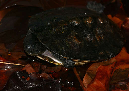 Image of Gibba (Toadhead) Turtle