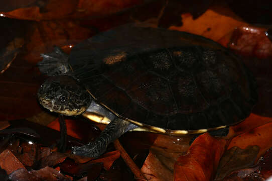 Image of Gibba (Toadhead) Turtle