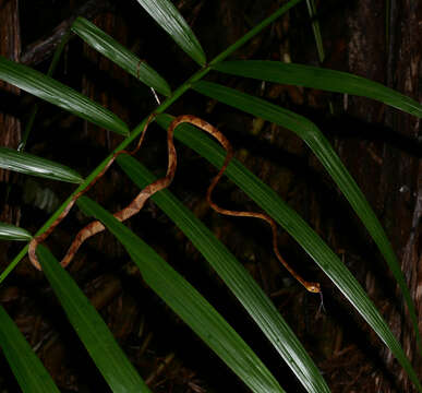 Image of Amazon Basin Tree Snake