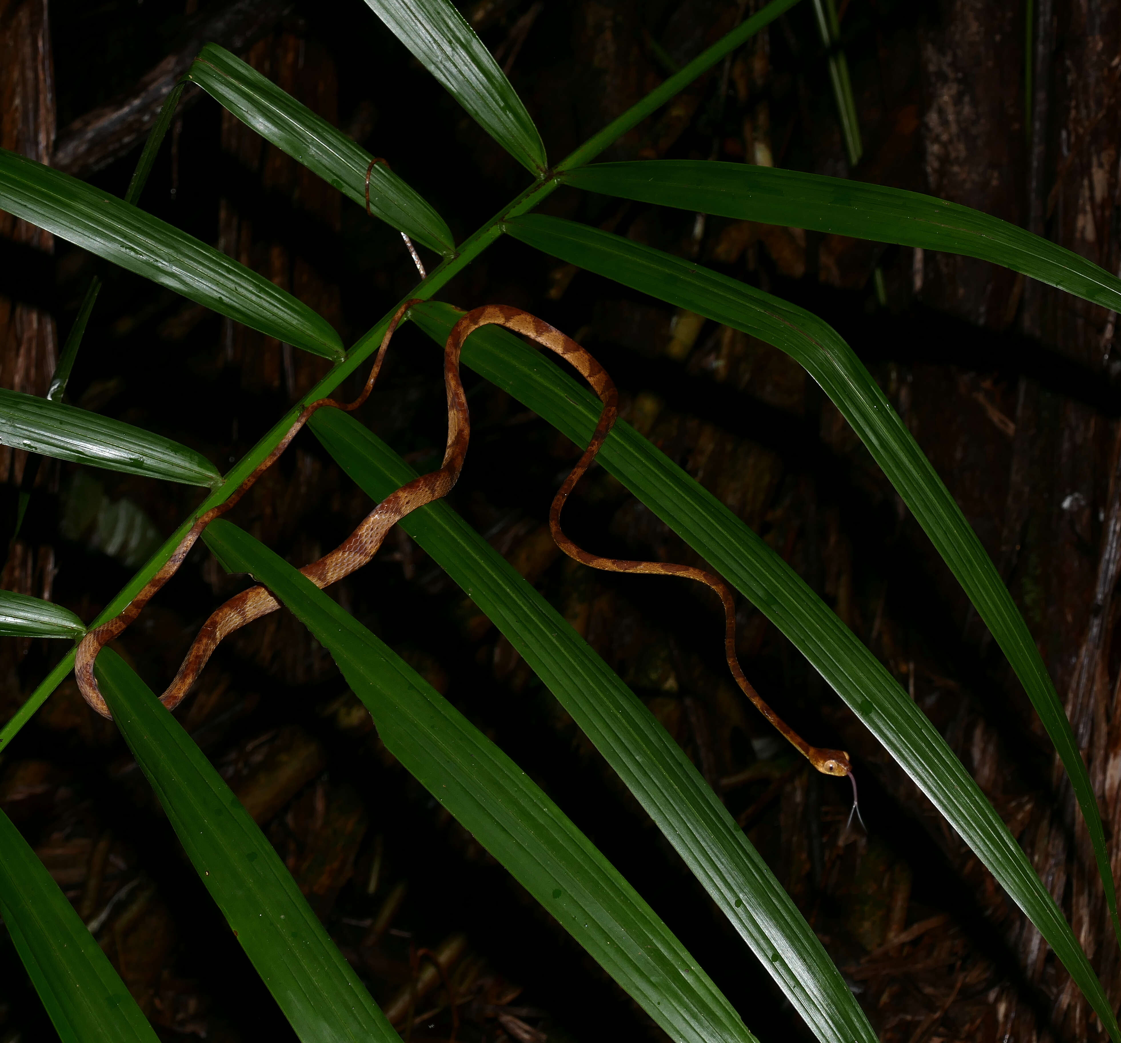 Image of Amazon Basin Tree Snake