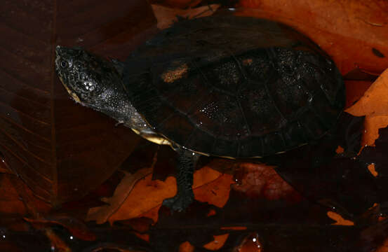 Image of Gibba (Toadhead) Turtle