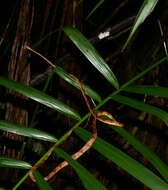 Image of Amazon Basin Tree Snake