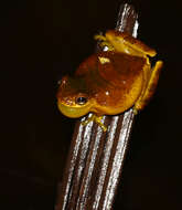 Image of Lesser Treefrog