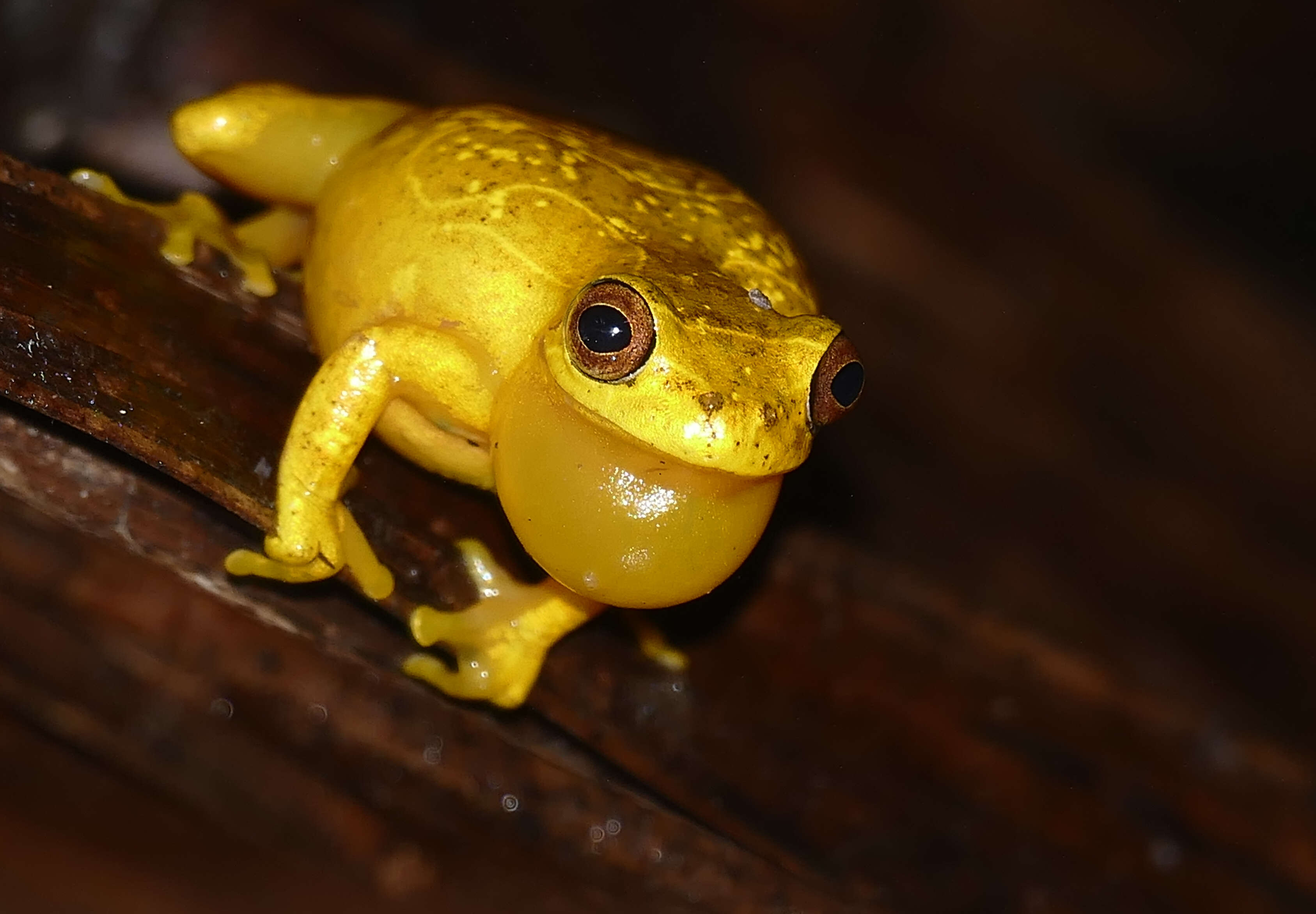 Image of Lesser Treefrog