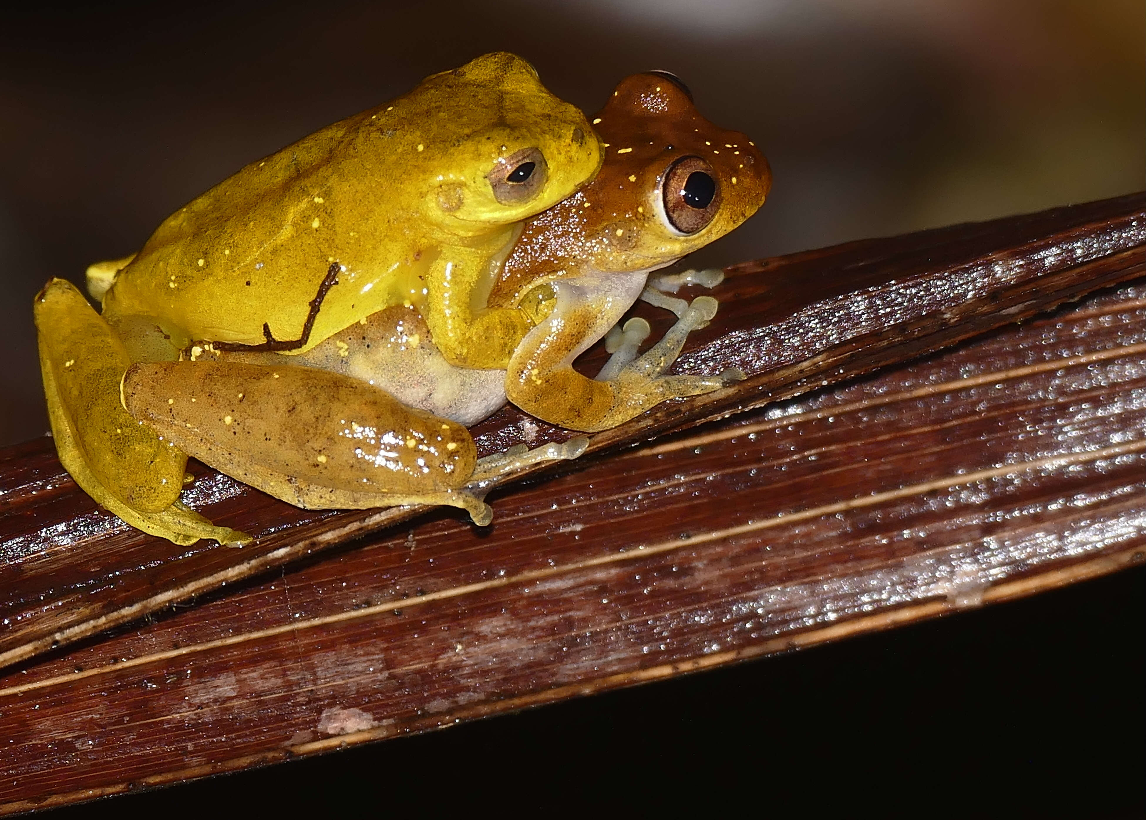 Image of Lesser Treefrog