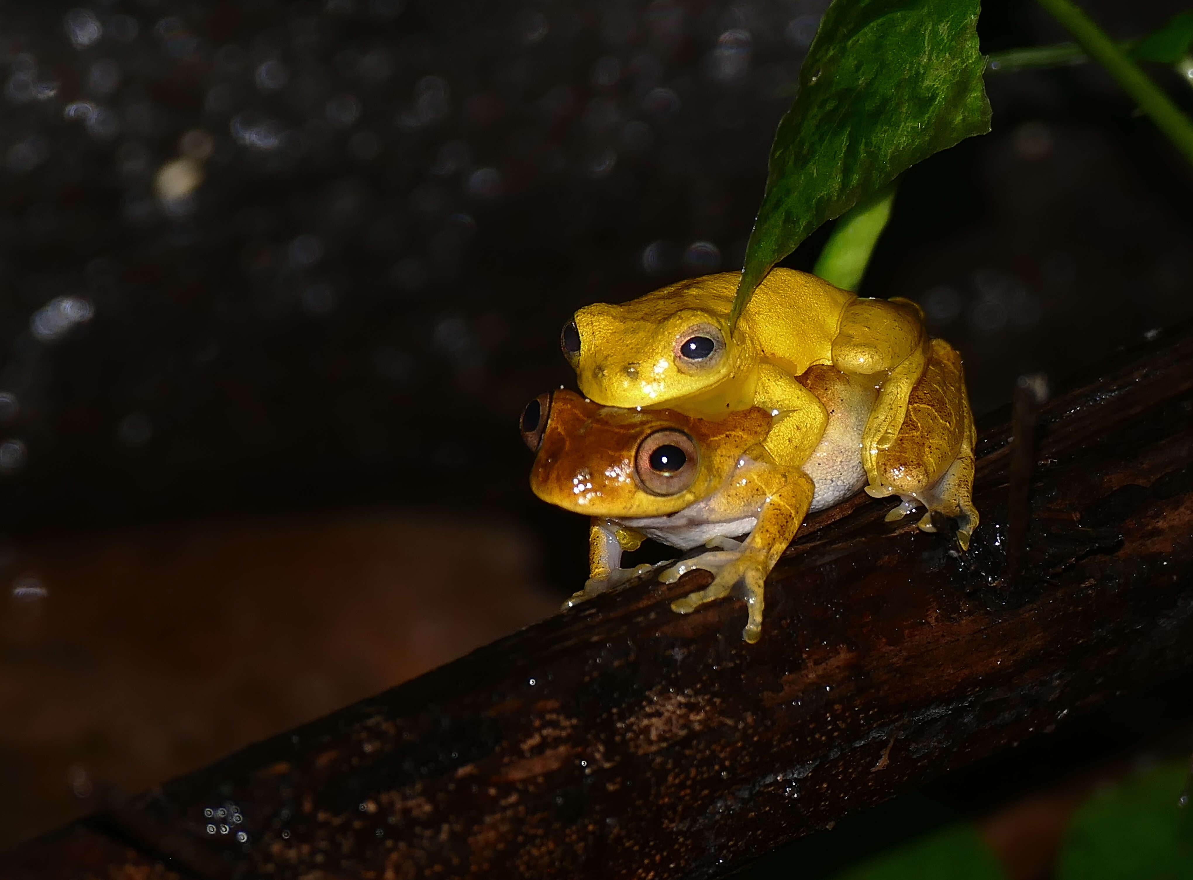 Image of Lesser Treefrog