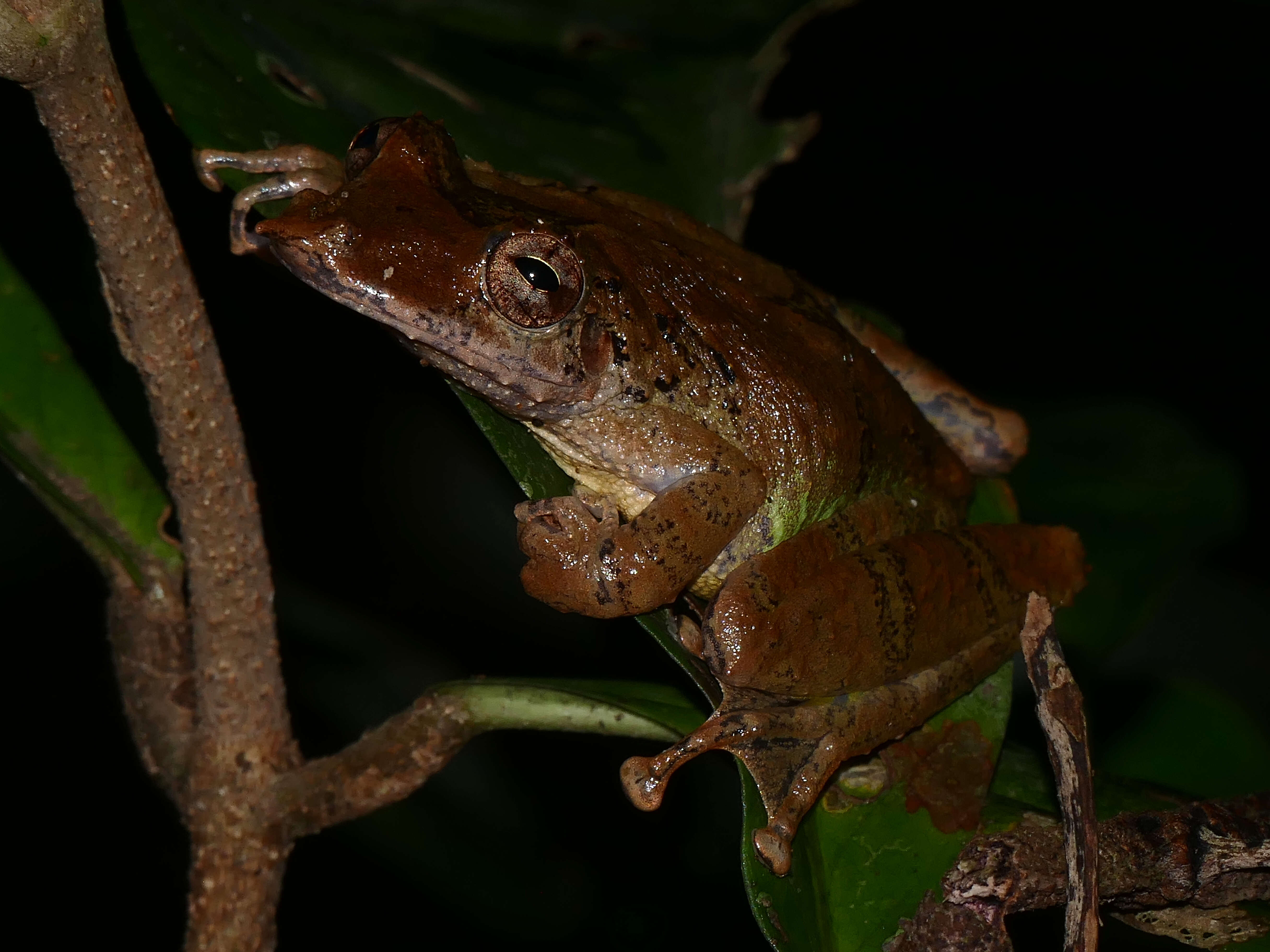 Sivun Scinax proboscideus (Brongersma 1933) kuva