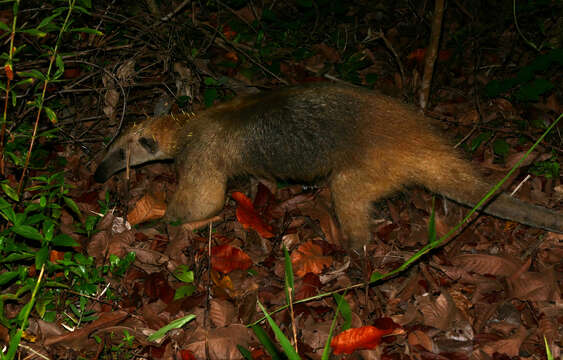 Image of Southern Tamandua