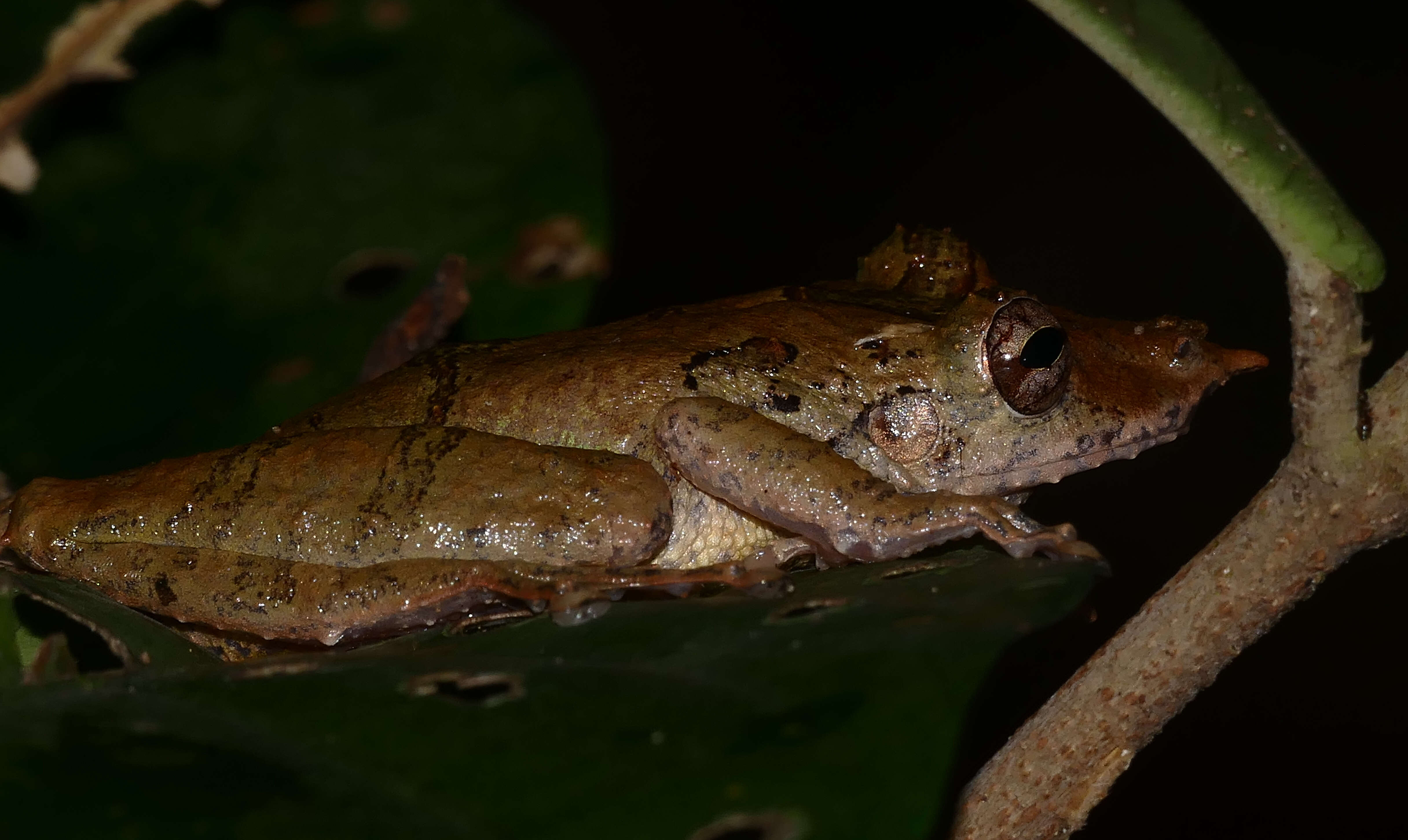 Sivun Scinax proboscideus (Brongersma 1933) kuva