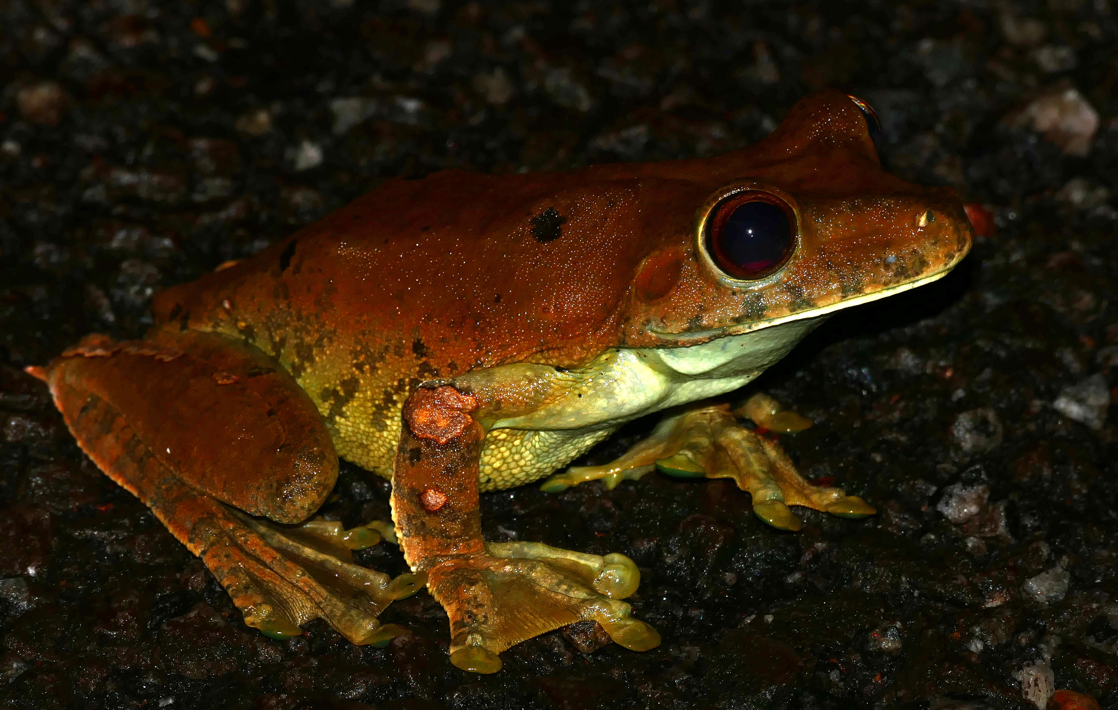 Image of Rusty Treefrog