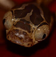 Image of Blunthead Tree Snake