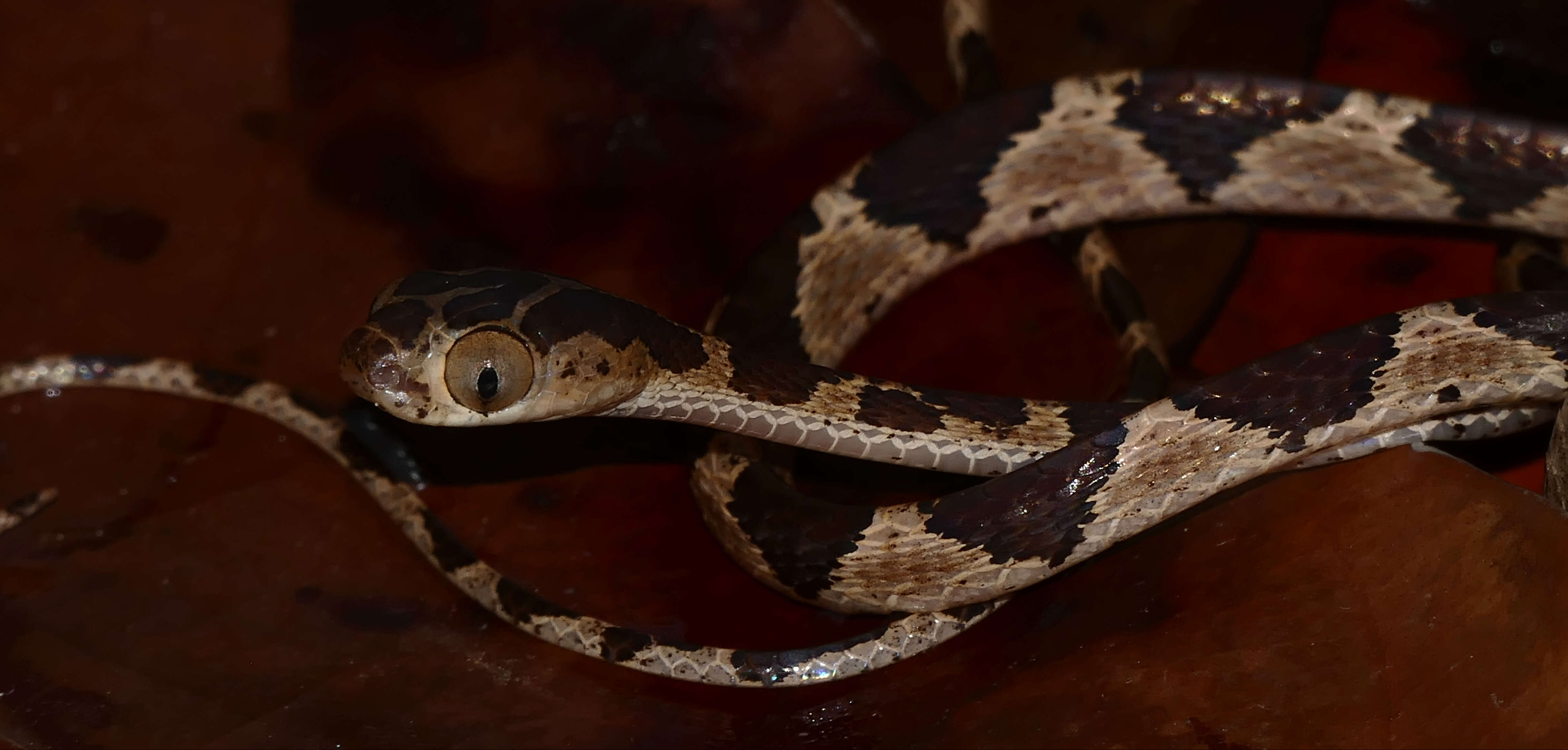 Image of Blunthead Tree Snake