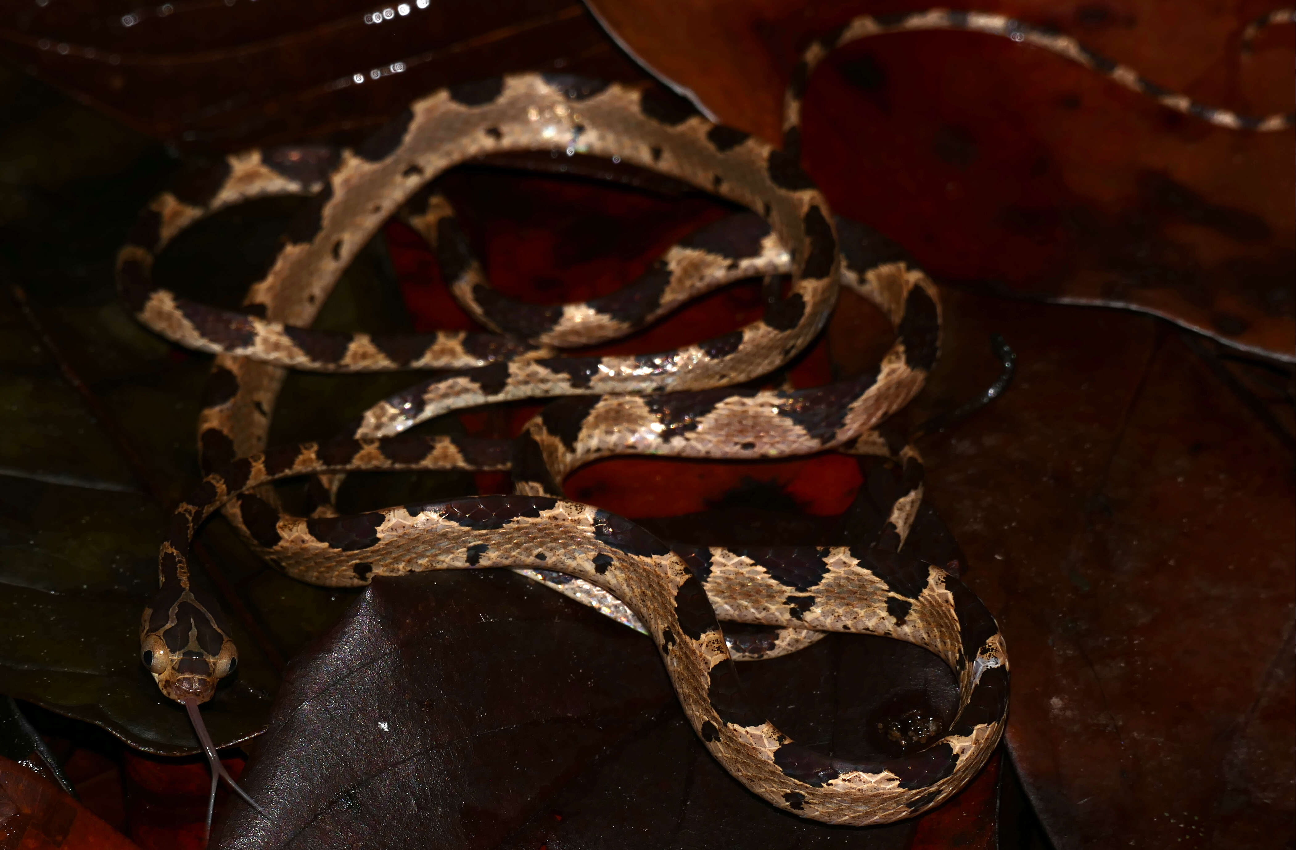 Image of Blunthead Tree Snake