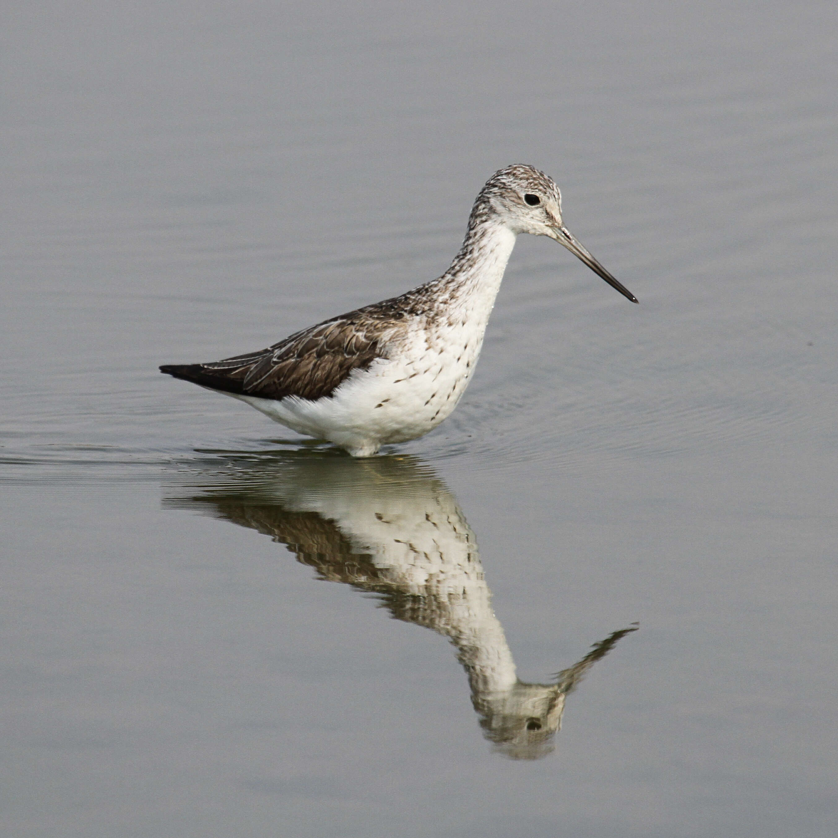 Image of Common Greenshank