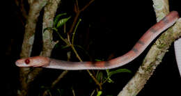 صورة Siphlophis compressus (Daudin 1803)