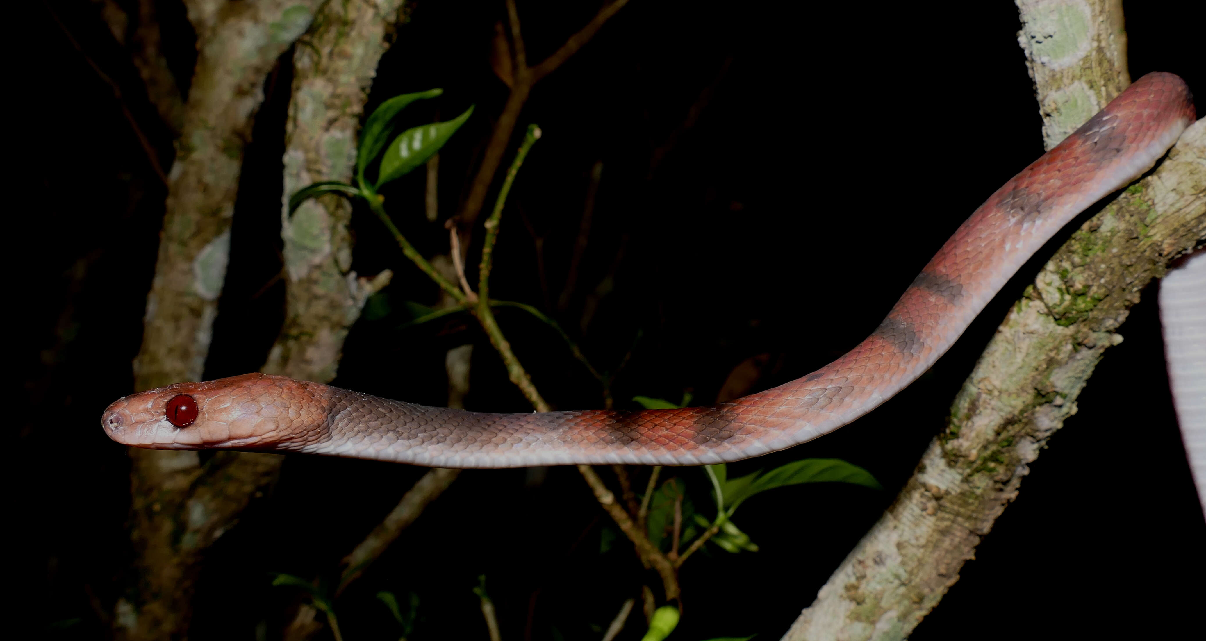 صورة Siphlophis compressus (Daudin 1803)