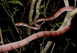 صورة Siphlophis compressus (Daudin 1803)