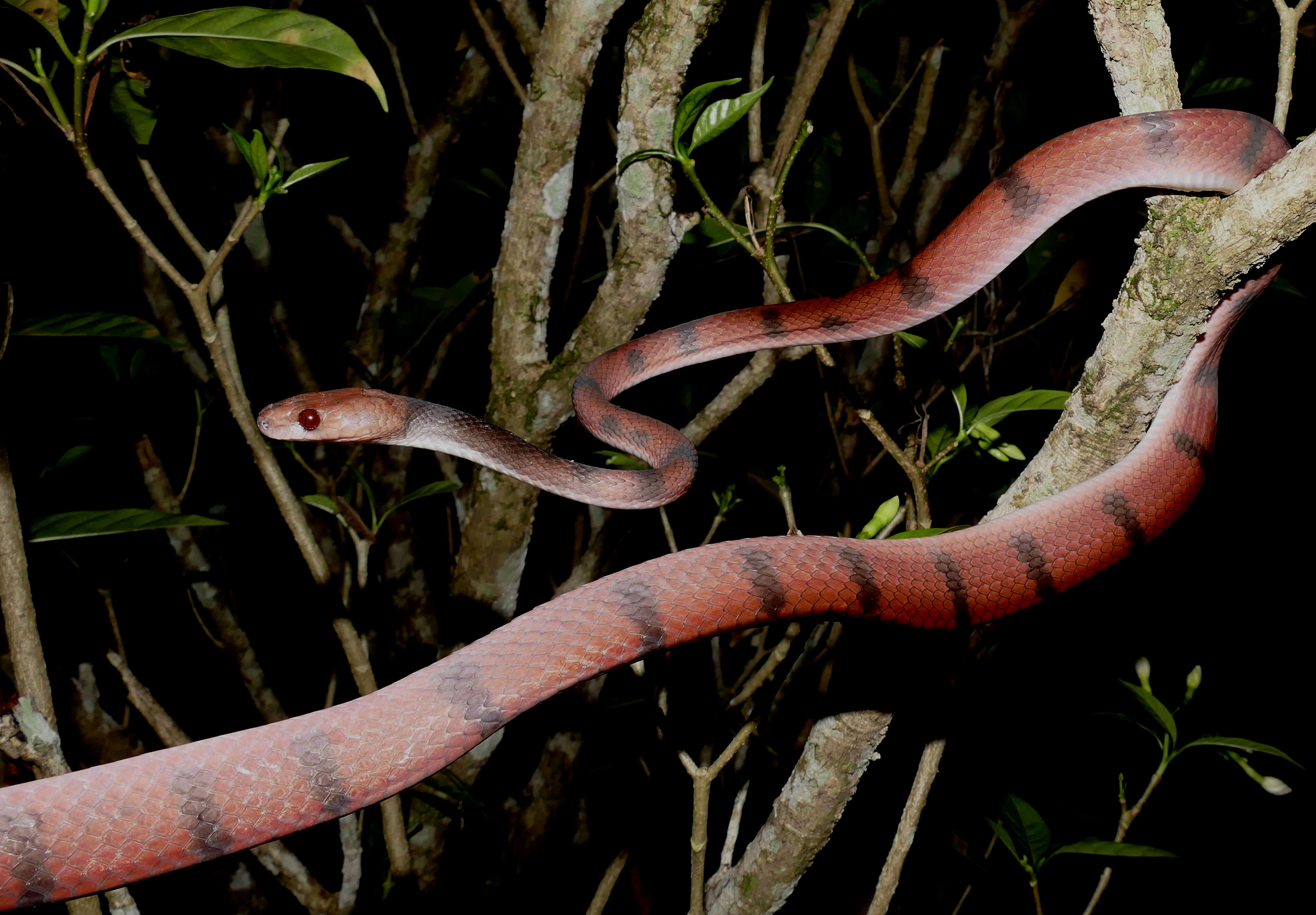 صورة Siphlophis compressus (Daudin 1803)