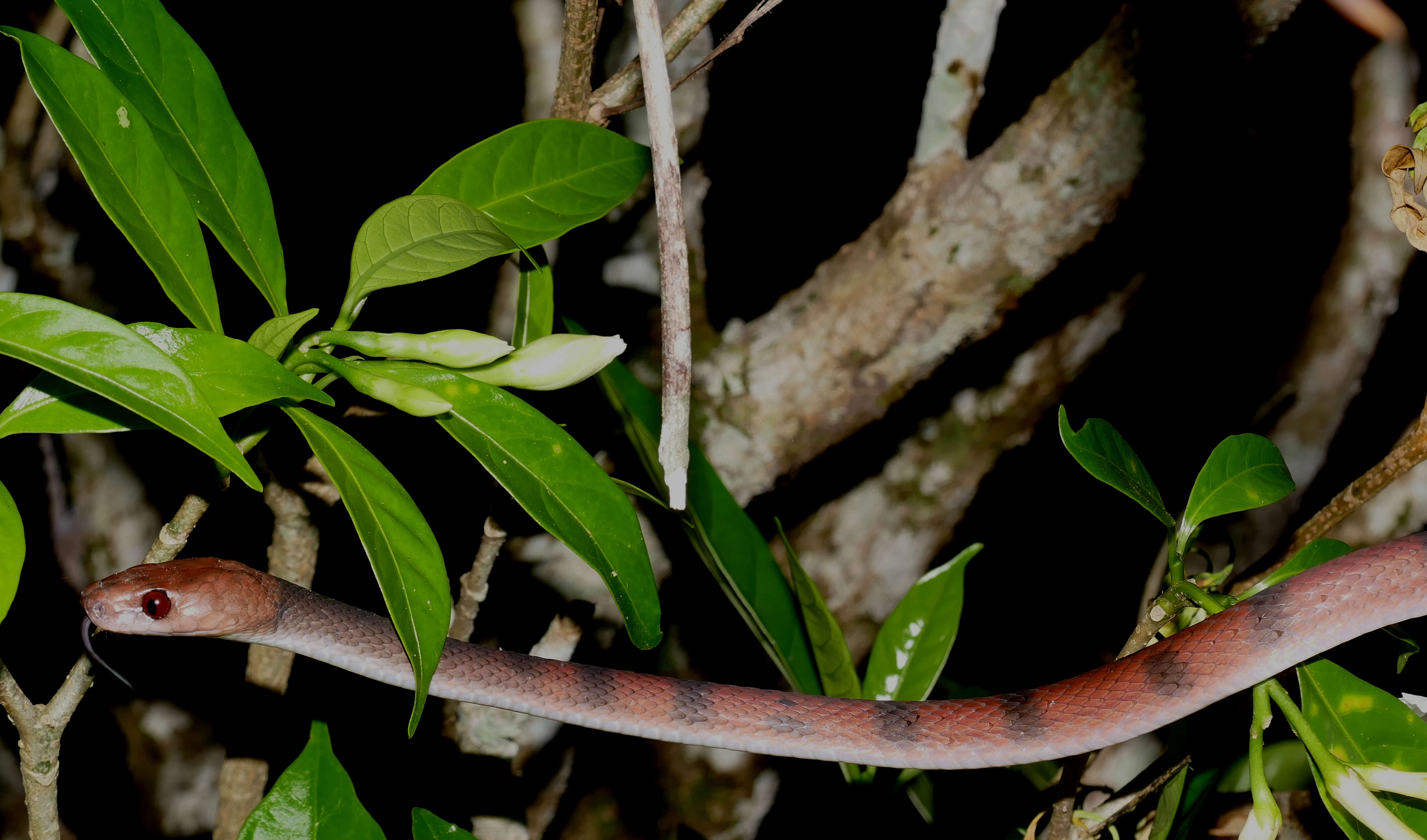 صورة Siphlophis compressus (Daudin 1803)