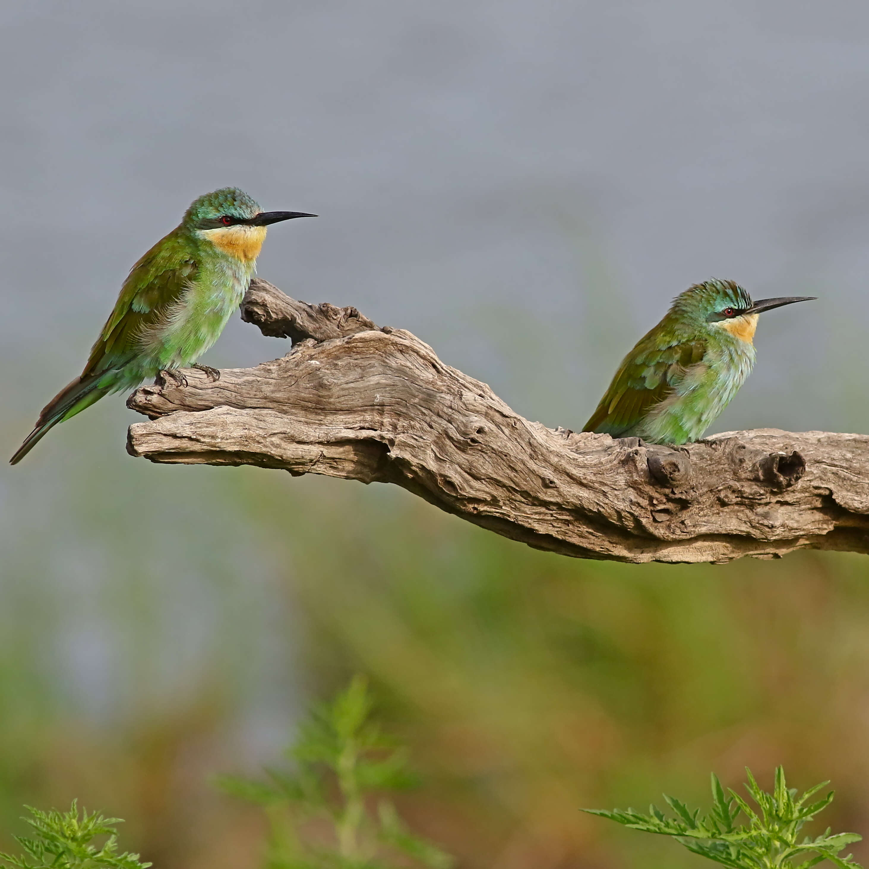 Image of Blue-cheeked Bee-eater