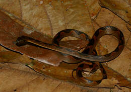 Image of Banded Cat-eyed Snake