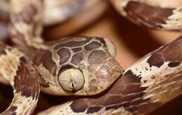 Image of Blunthead Tree Snake