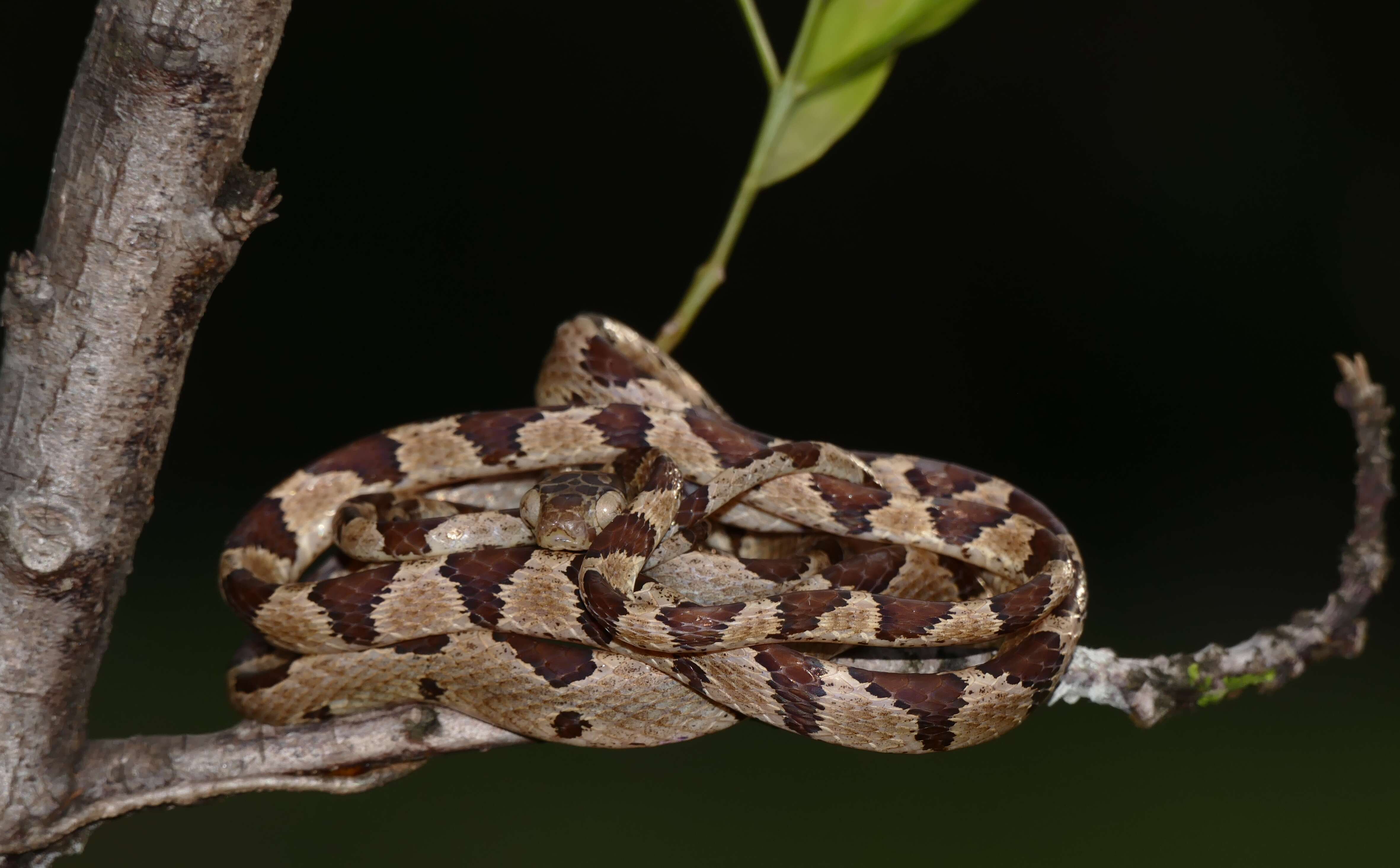 Image of Blunthead Tree Snake