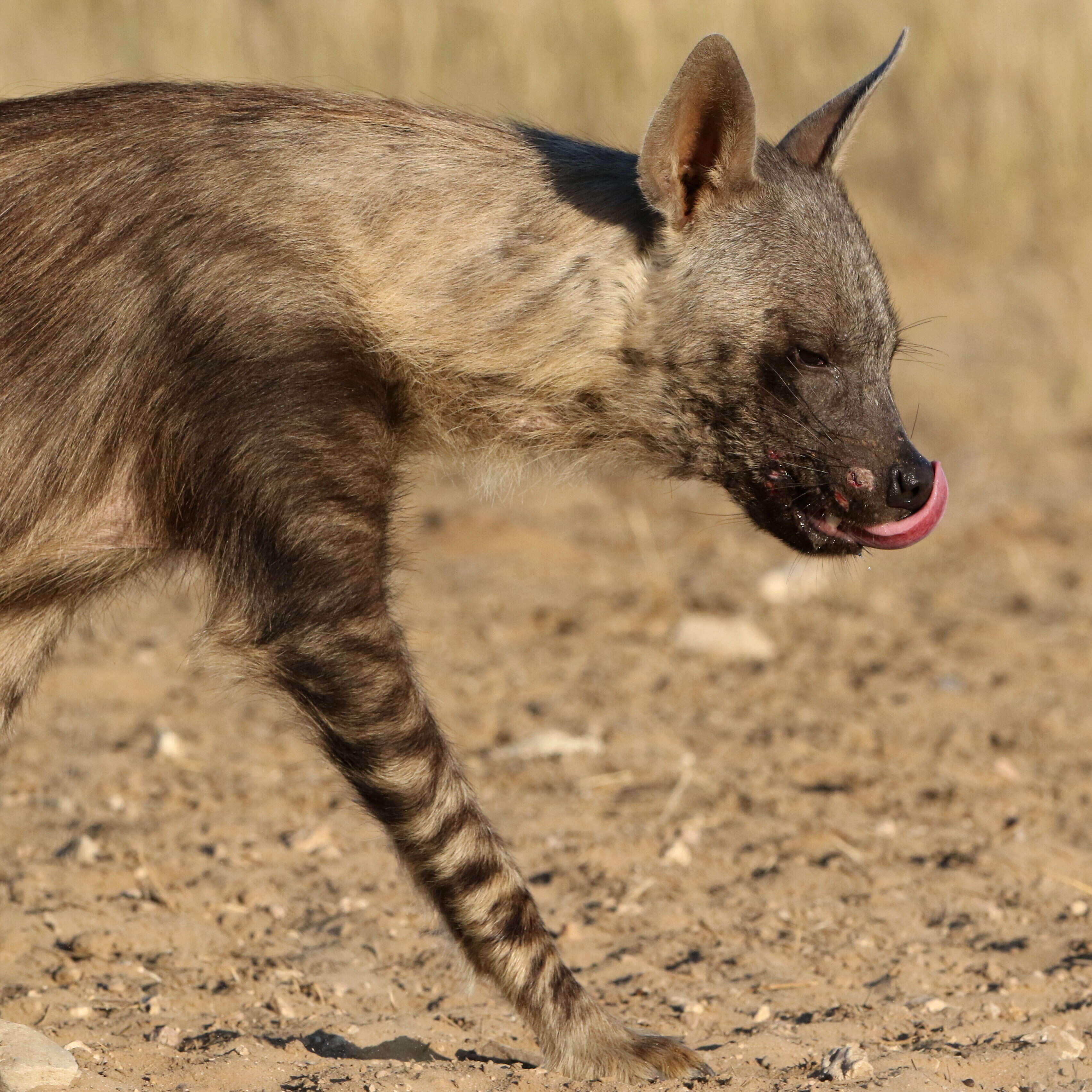 Image of Brown Hyena -- Brown Hyaena