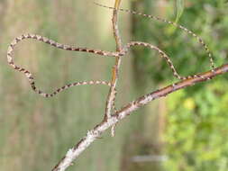 Image of Blunthead Tree Snake