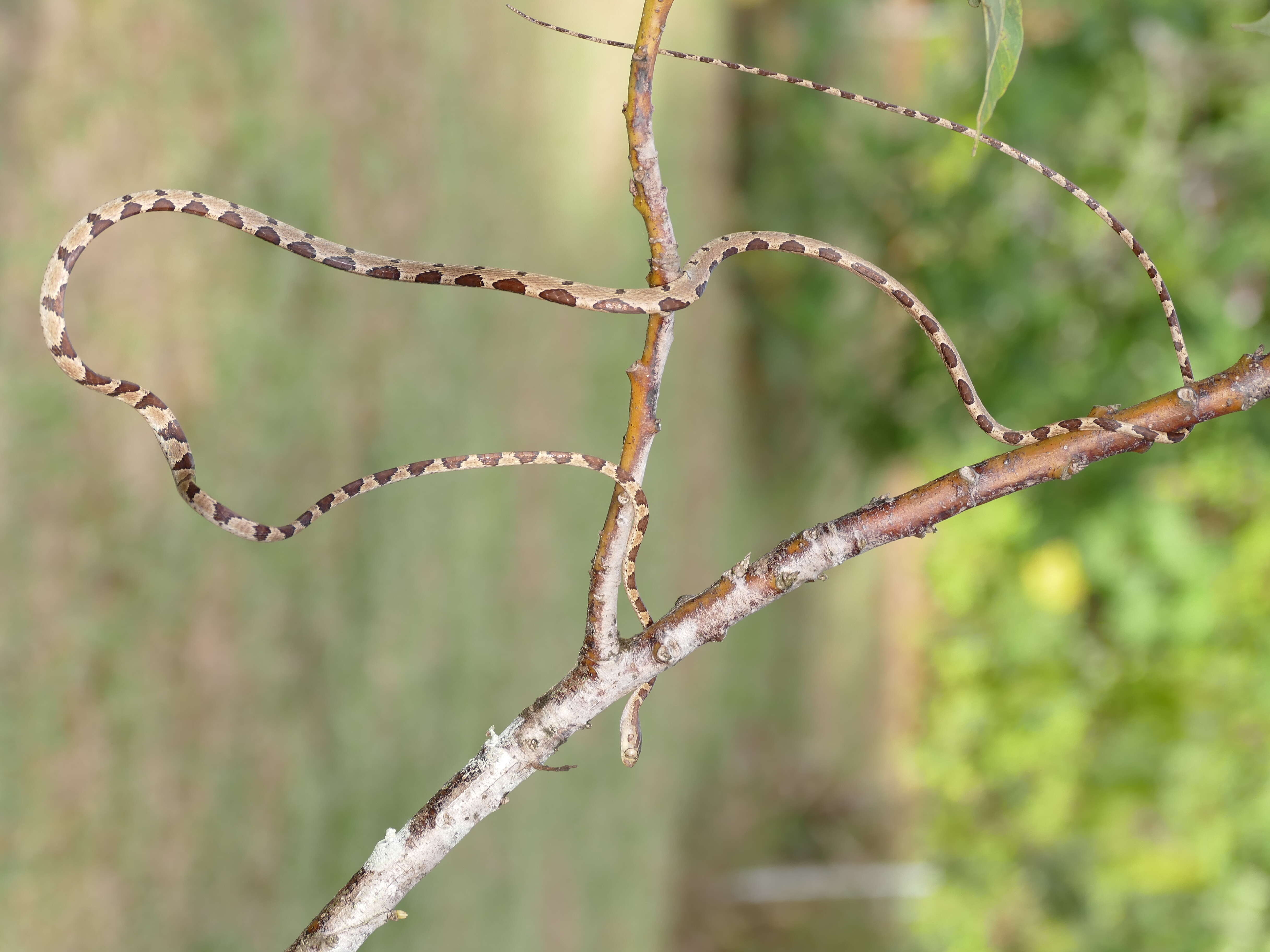 Image of Blunthead Tree Snake