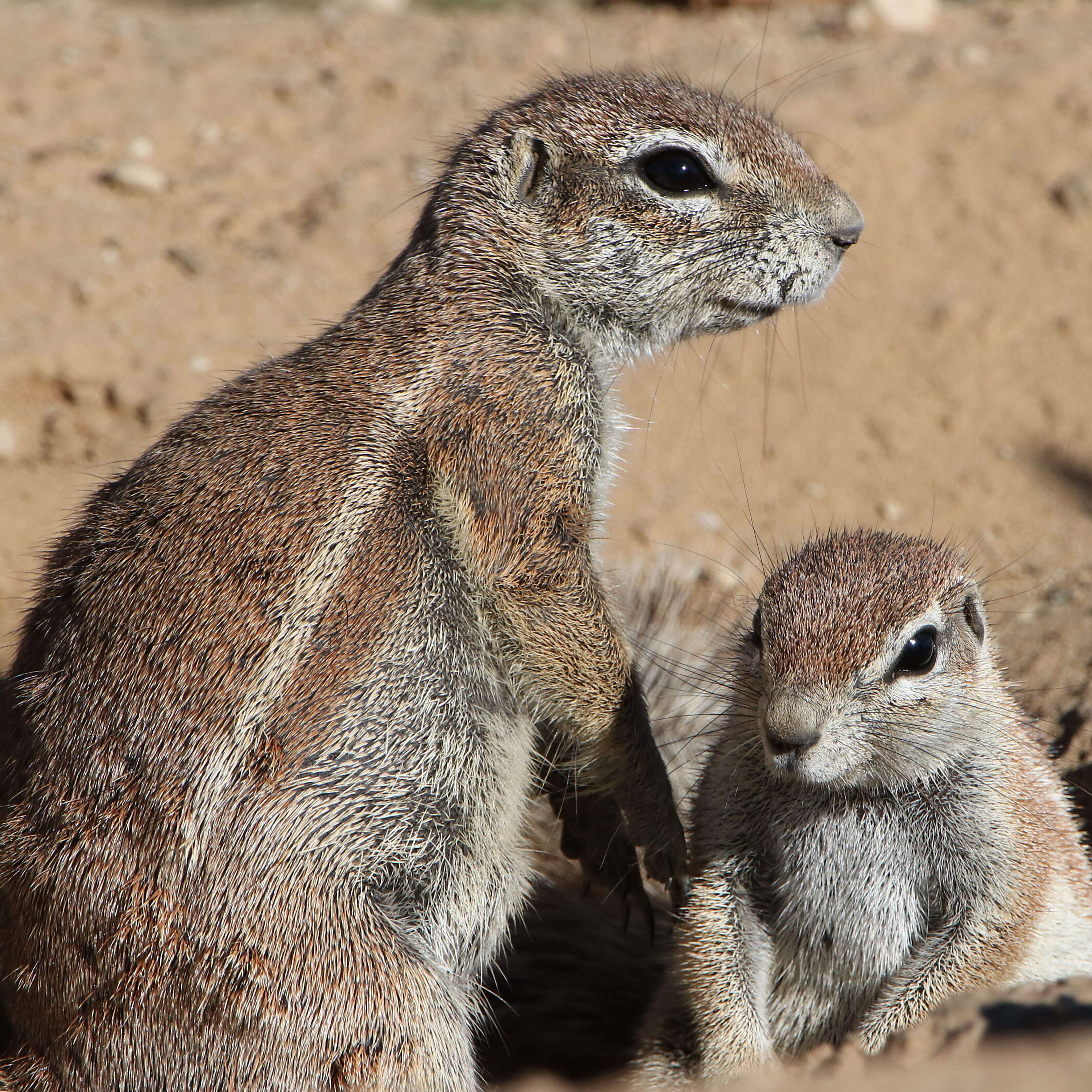 Слика од Xerus subgen. Geosciurus Smith 1834