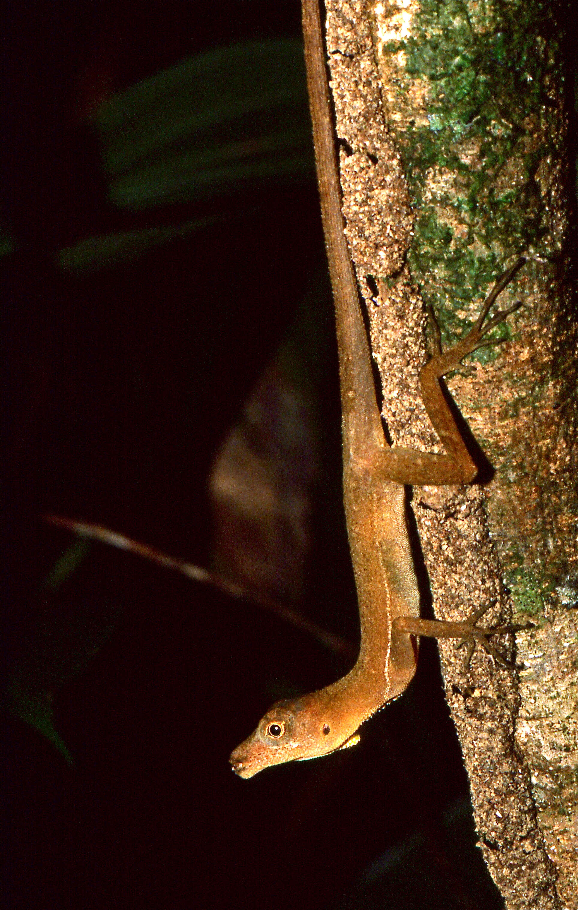 Image of Many-scaled Anole