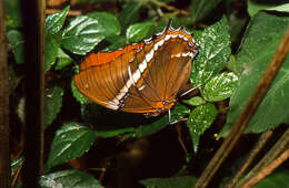 Image de Siproeta epaphus