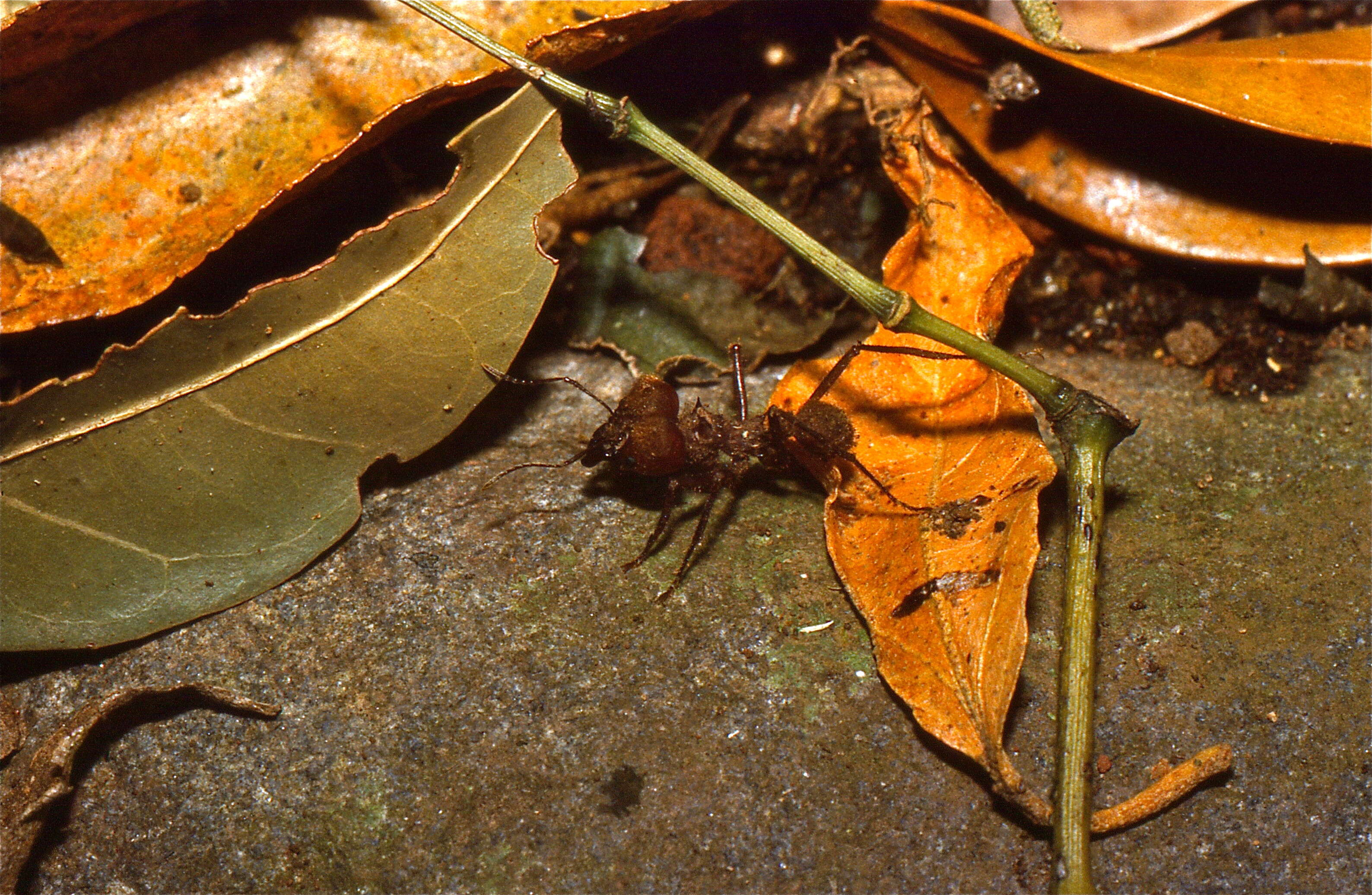 Image of Leaf-cutter ant