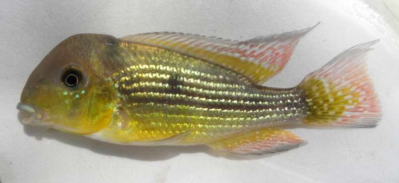 Image of Gymnogeophagus tiraparae González-Bergonzoni, Loureiro & Oviedo 2009