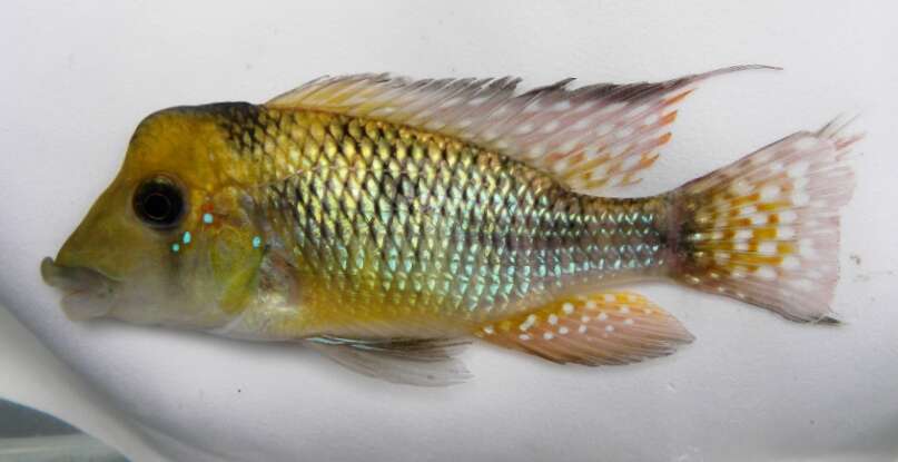 Image de Gymnogeophagus