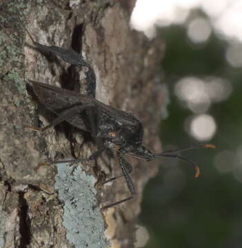 Image of Acanthocephala